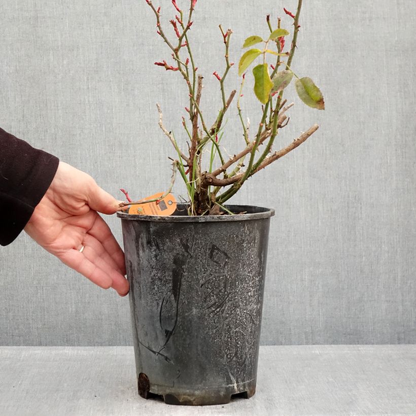 Rosa x polyantha Scarlet Bonica 4L/5L pot sample as delivered in winter