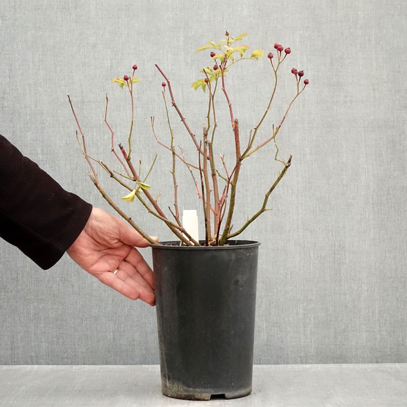 Rosa x moschata 'Schubert' - Musk Rose 4L/5L pot sample as delivered in autumn