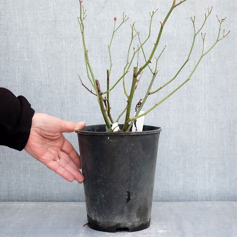 Rosa x moschata 'Schubert' - Musk Rose 4L/5L pot sample as delivered in winter