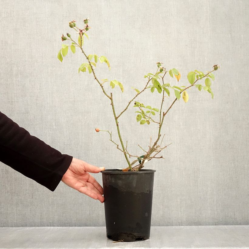 Rosa  Smarty - shrub rose 4L/5L pot sample as delivered in autumn