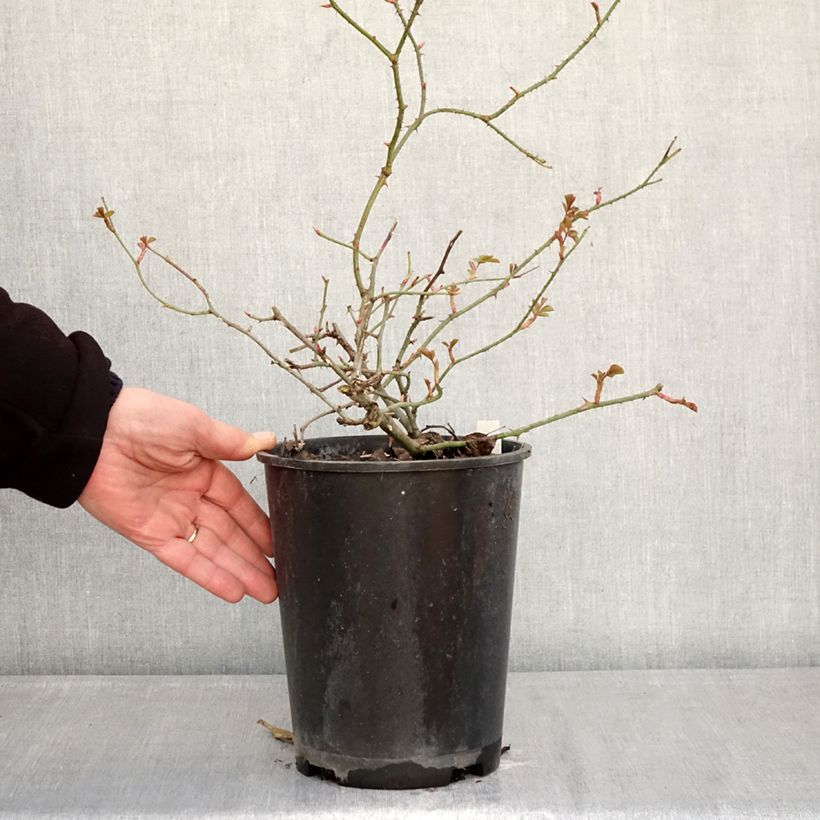 Rosa  Smarty - shrub rose 4L/5L pot sample as delivered in winter