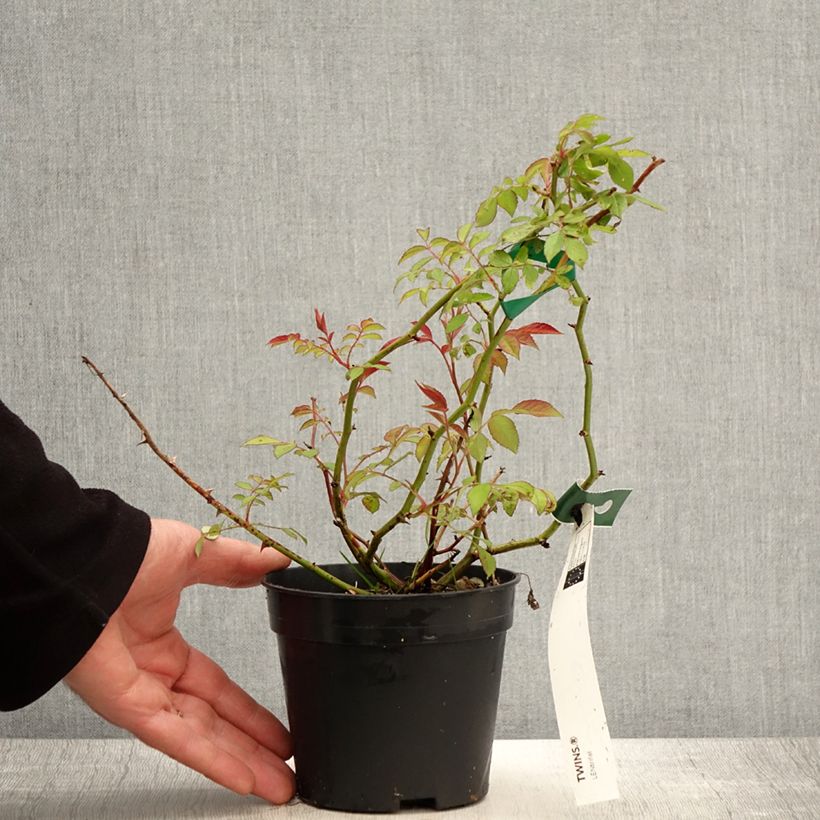 Rosa x moschata 'Twins' - Moschata Rose 1L/1.5L pot sample as delivered in spring