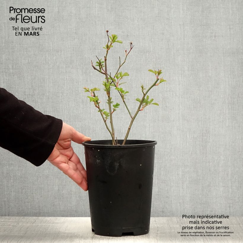 Rosa Vif Eclat - Hybrid Musk Rose 4L/5L pot sample as delivered in spring