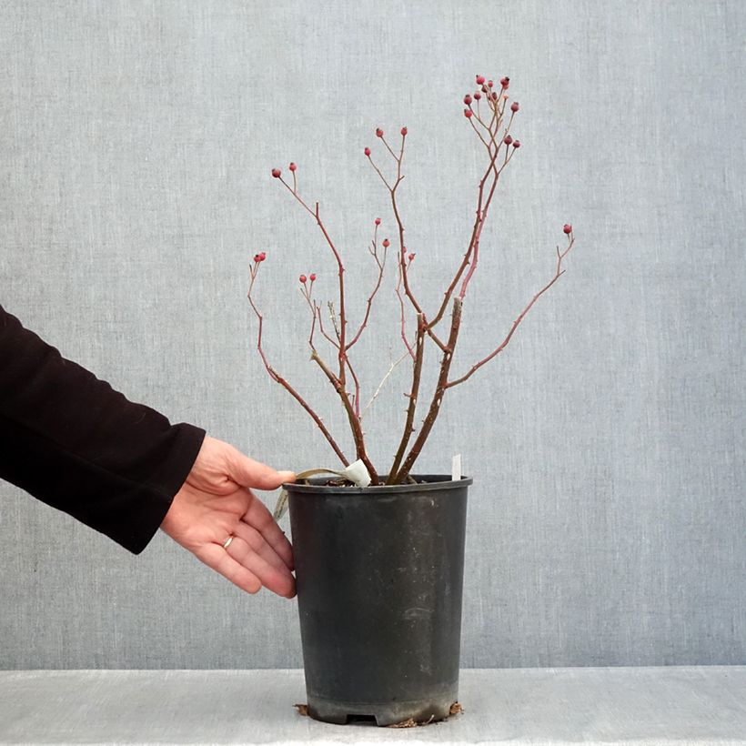 Rosa Violet Hood - Shrub Rose 4L/5L pot sample as delivered in autumn