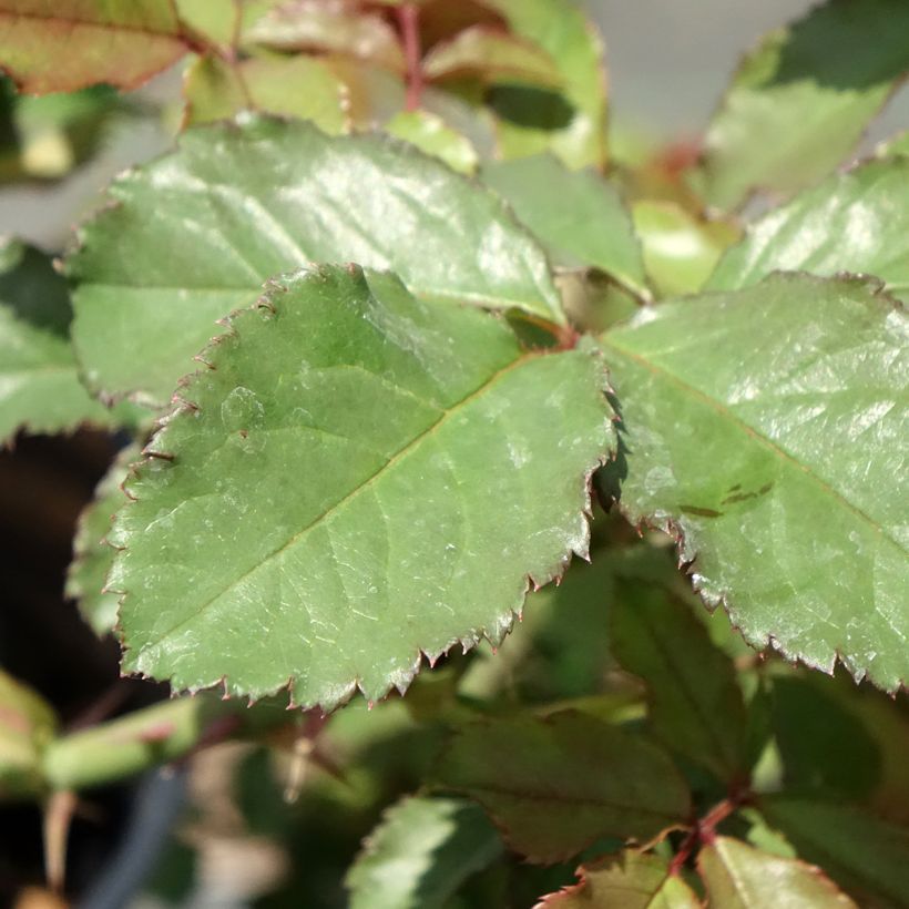 Rosa  Westerland (Korwest) - Hybrid Shrub Rose (Foliage)
