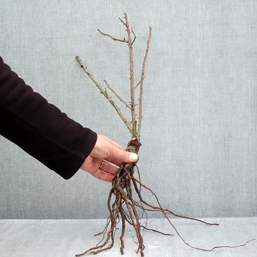 Rosa  Westerland (Korwest) - Hybrid Shrub Rose Bare root sample as delivered in winter