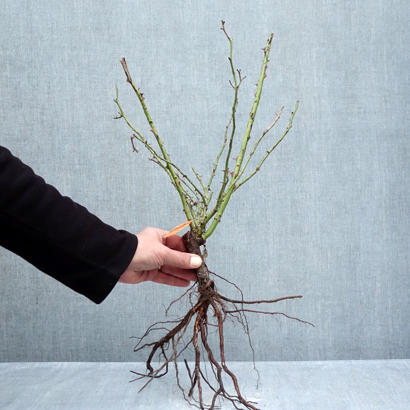 Rosa  Yann Arthus-Bertrand - Shrub Rose Bare root sample as delivered in winter
