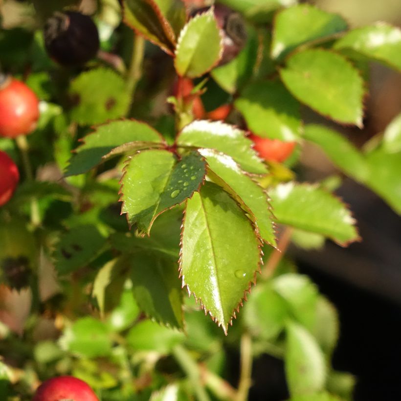 Rosa Floribunda Bee Gold - Floribunda rose (Foliage)