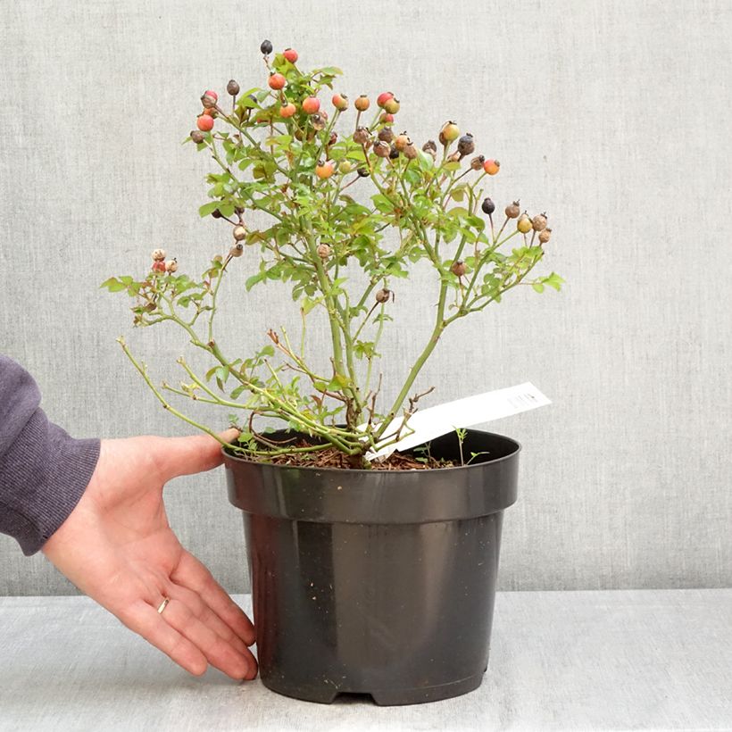 Rosa Floribunda Bee Gold - Floribunda rose 3L/4L pot sample as delivered in spring