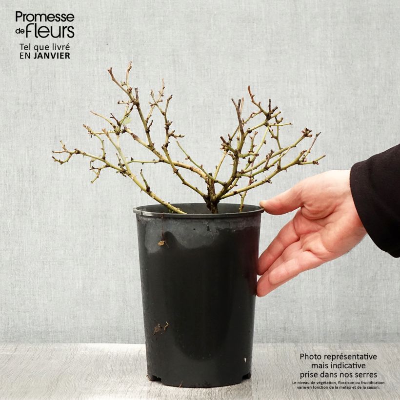 Rosa Bees Paradise Light Red - patio rose 3L/4L pot sample as delivered in winter