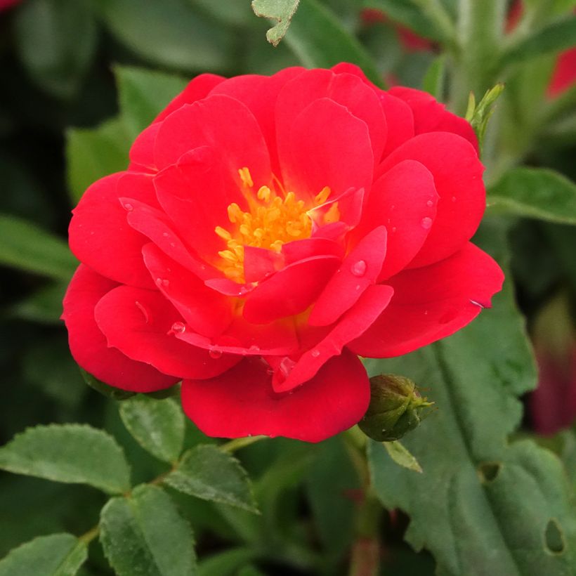 Rosa Bees Paradise Light Red - patio rose (Flowering)
