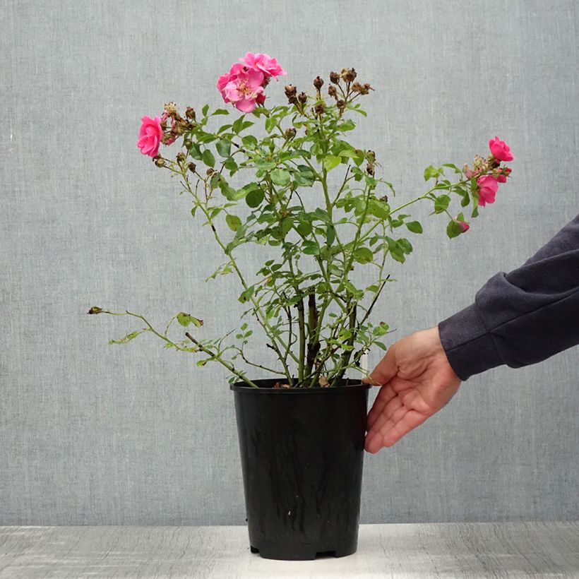 Rosa Bees Paradise Pink - patio rose 3L/4L pot sample as delivered in summer