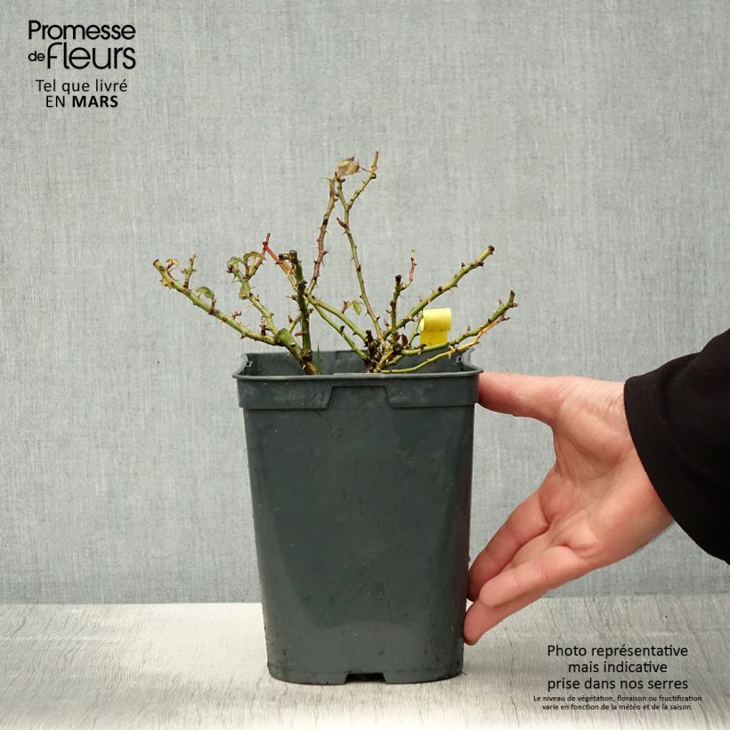 Rosa Bees Paradise Gelb - Patio Rose 3L/4L pot sample as delivered in spring