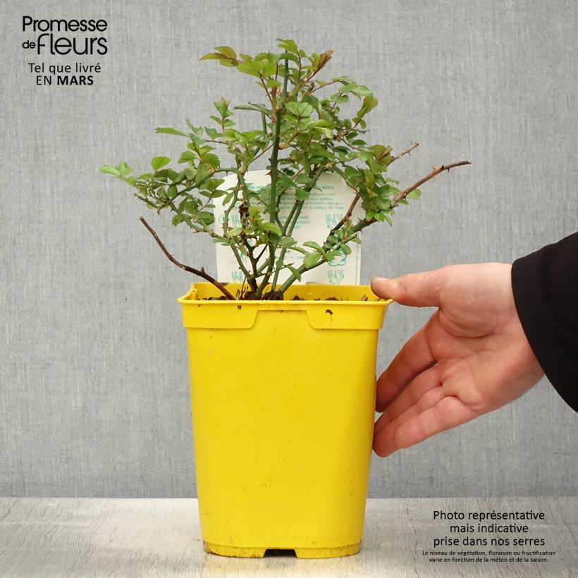 Rosa Bees Paradise Ivory - patio rose 3L/4L pot sample as delivered in spring