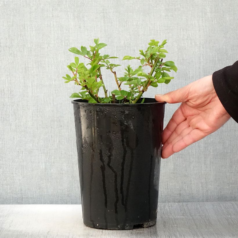 Rosa multiflora Bleu Magenta - Climbing Rose 4L/5L pot sample as delivered in spring