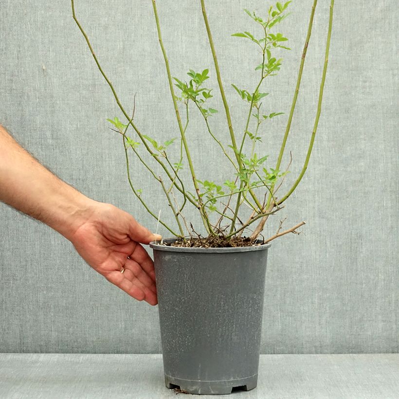Rosa multiflora - Climbing Rose 3L/4L pot sample as delivered in summer