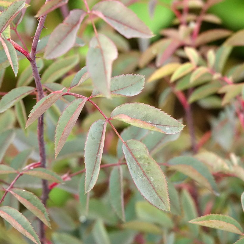 Rosa glauca Rubrifolia - Gallic Rose (Foliage)