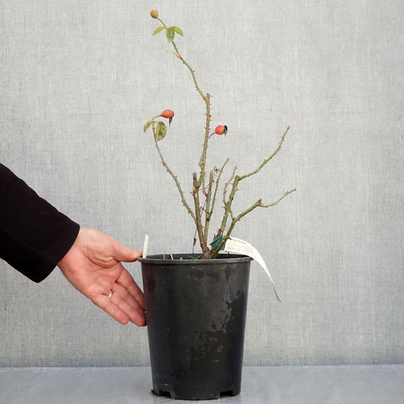 Rosa Pascali - Hybrid Tea Rose 4L/5L pot sample as delivered in autumn