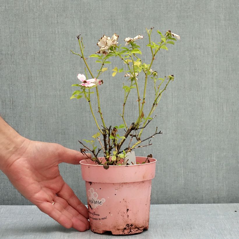 Rosa polyantha Amirose  - Groundcover Rose 12cm pot sample as delivered in summer