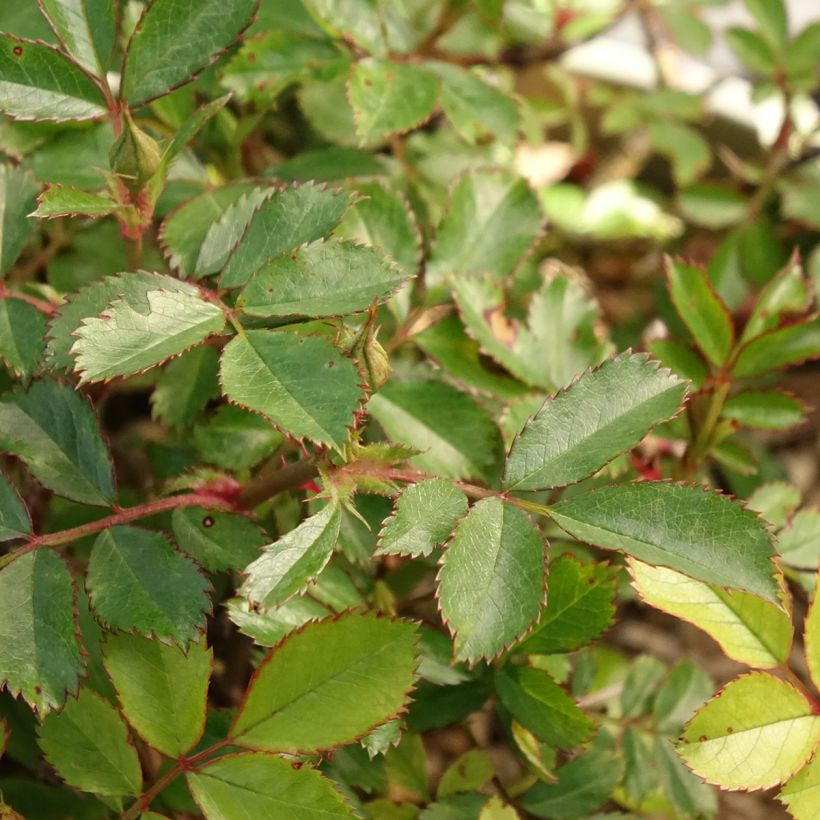 Rosa polyantha Amirose  - Groundcover Rose (Foliage)
