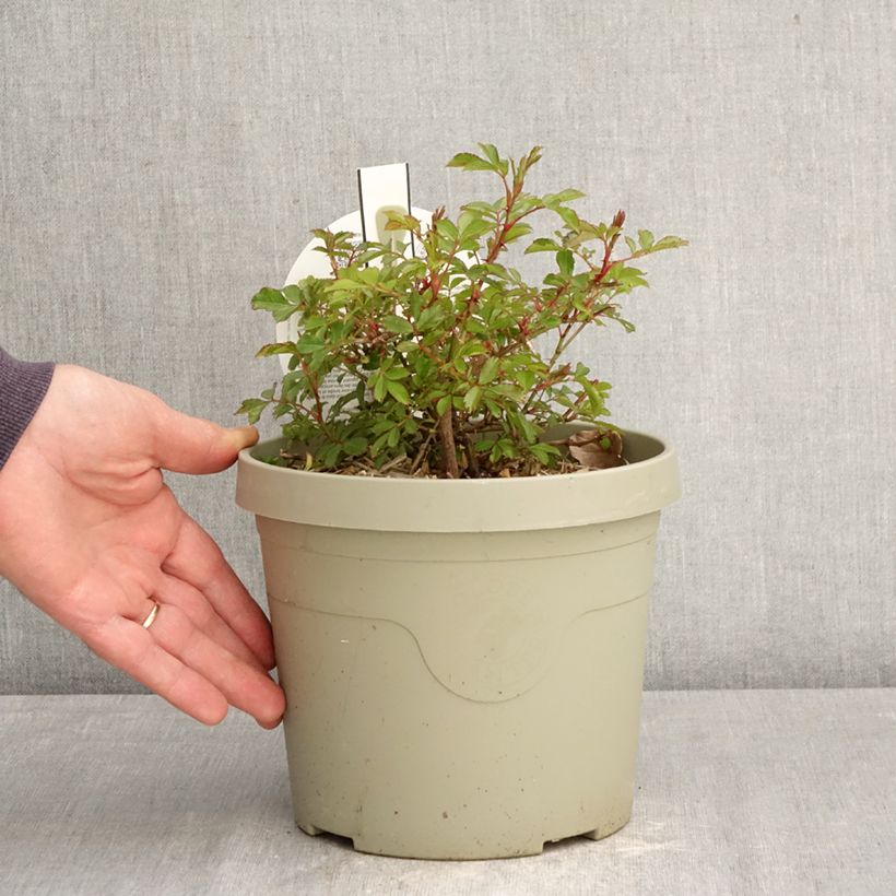 Rosa polyantha Amirose  - Groundcover Rose 3L/4L pot sample as delivered in spring