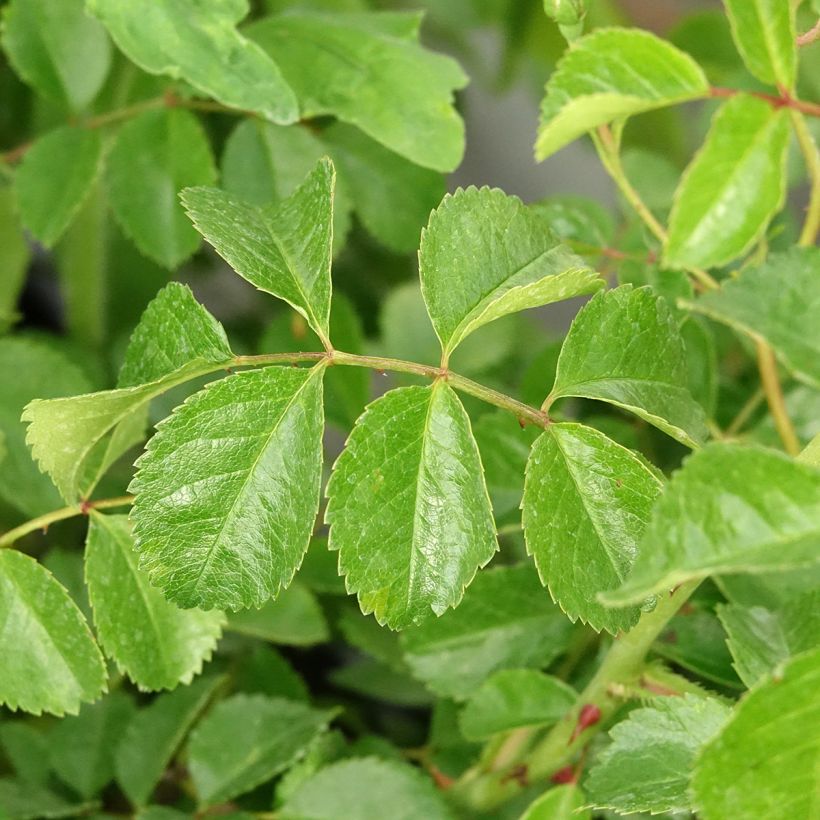 Rosa 'Country Dream' - Groundcover Rose (Foliage)