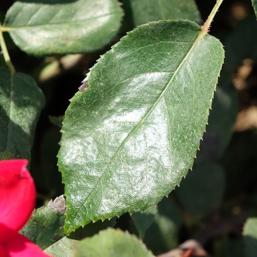 Rosa Double Knock Out - Groundcover Rose (Foliage)