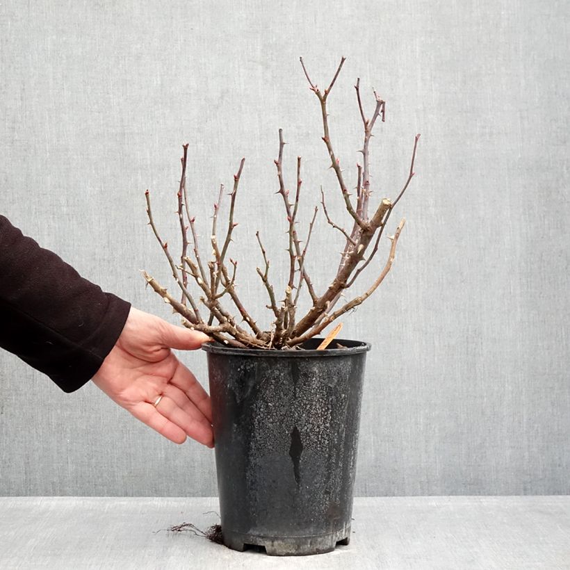 Rosa Double Knock Out - Groundcover Rose 4L/5L pot sample as delivered in winter