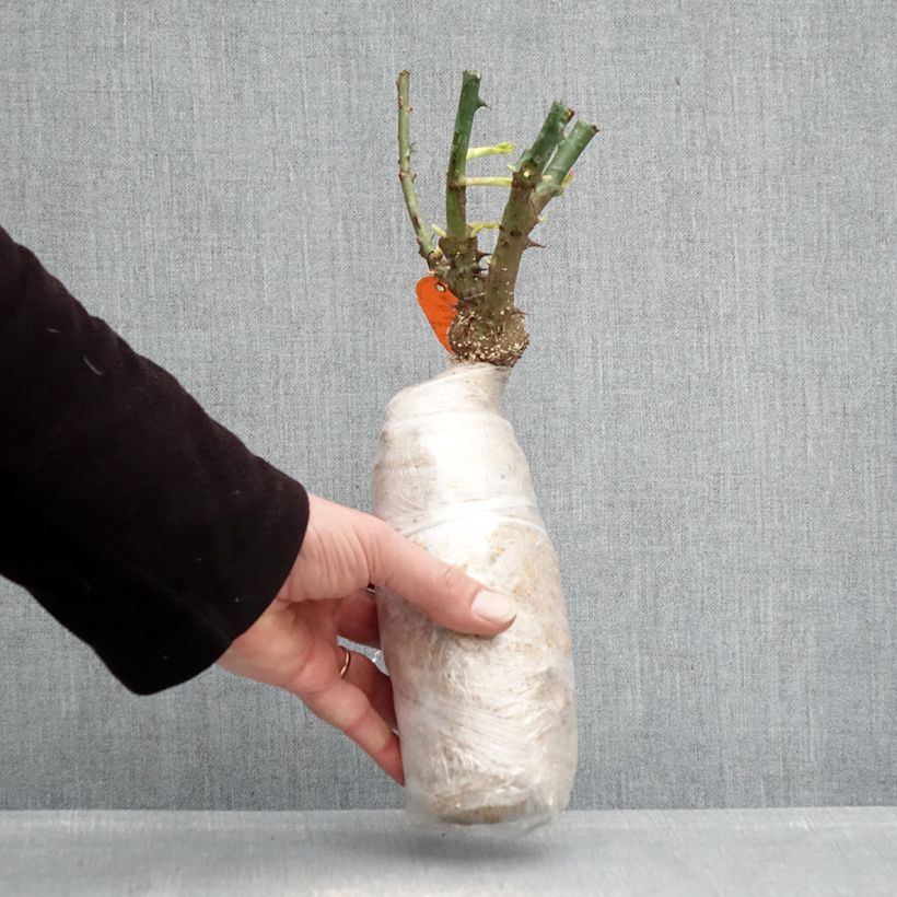 Rosa  'Radtko' DOUBLE KNOCK OUT® - Rosier Double Knock Out Wrapped bare root sample as delivered in winter