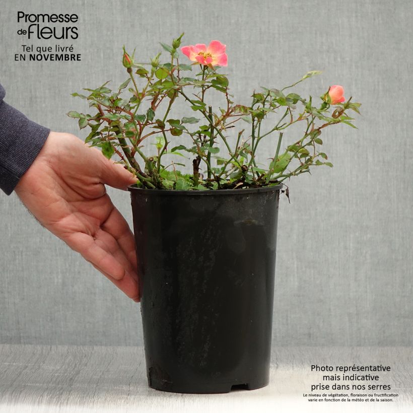 Rosa Happy Chappy - Ground Cover Rose 3L/4L pot sample as delivered in autumn