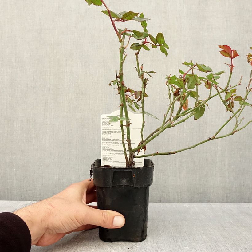 Rosa Knock Out - Ground Cover Rose 10cm/11cm pot sample as delivered in autumn