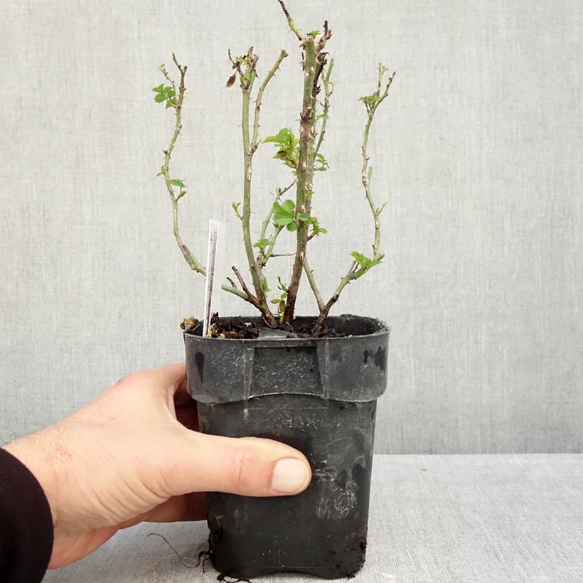 Rosa Larissa 10cm/11cm pot sample as delivered in autumn