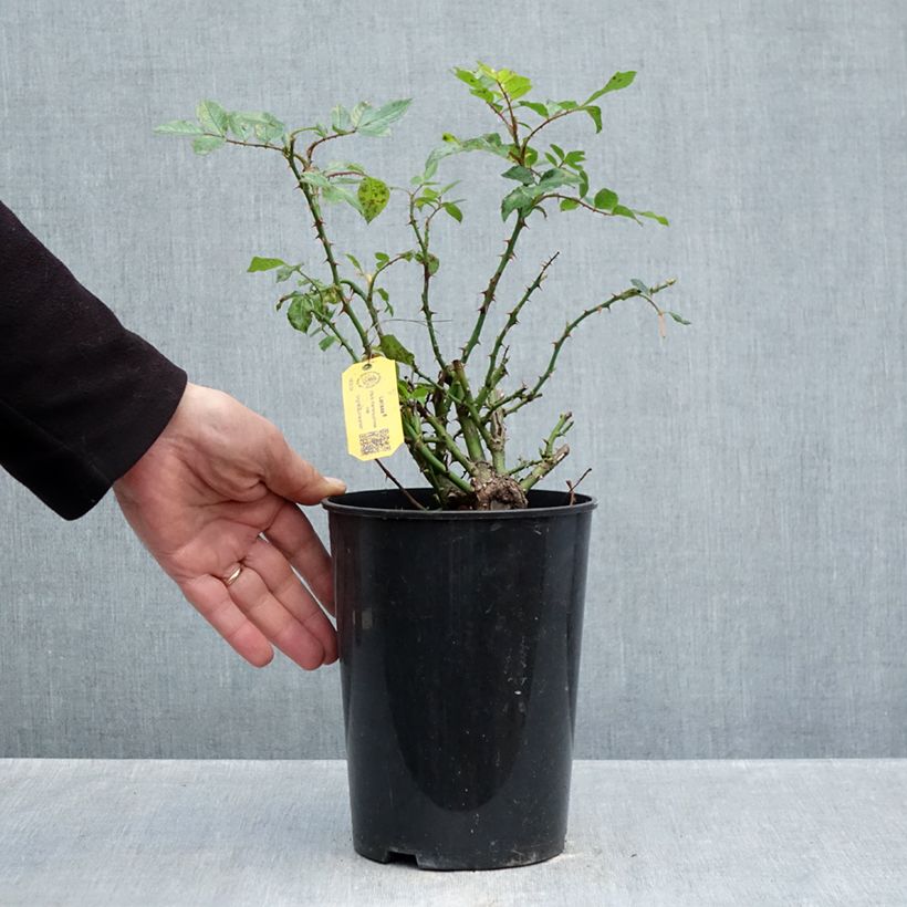 Rosa Larissa 3L/4L pot sample as delivered in autumn