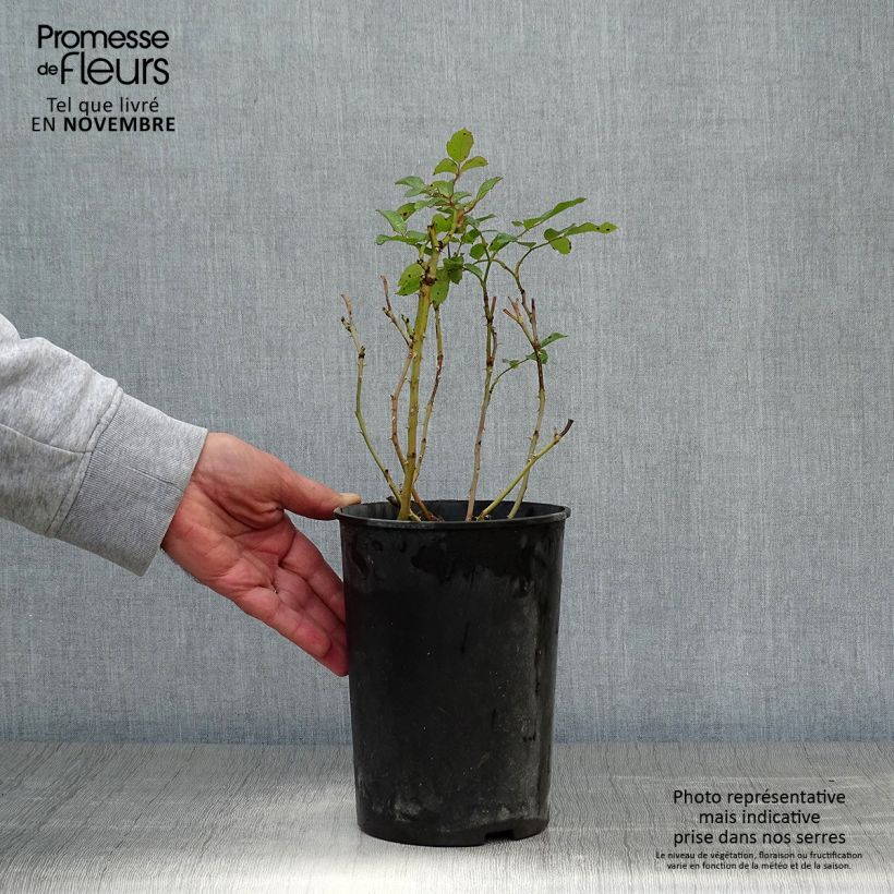 Rosa Marondo - shrub rose 2L/3L pot sample as delivered in autumn