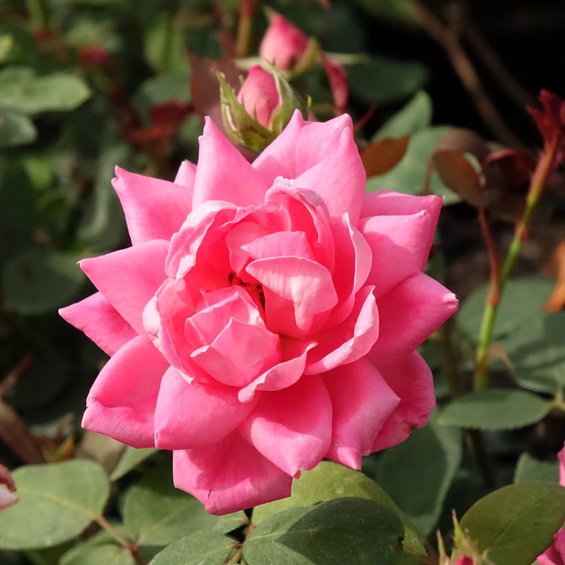 Rosa Pink Double Knock Out - Groundcover Rose (Flowering)