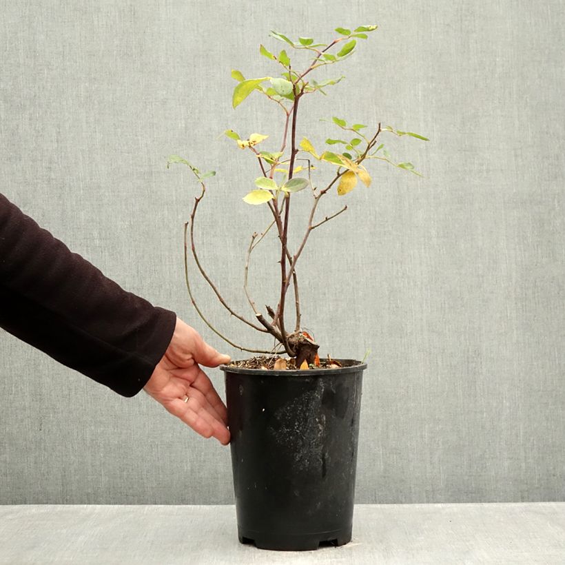 Rosa Pink Double Knock Out - Groundcover Rose 4L/5L pot sample as delivered in autumn