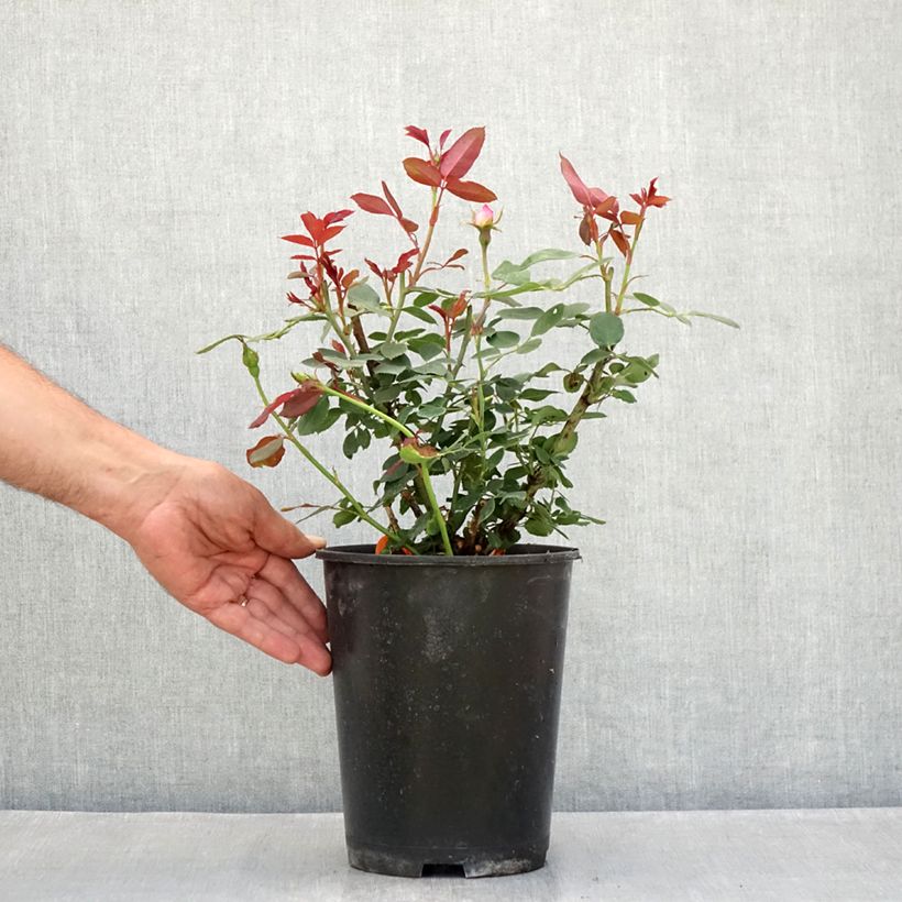 Rosa Pink Double Knock Out - Groundcover Rose 4L/5L pot sample as delivered in summer