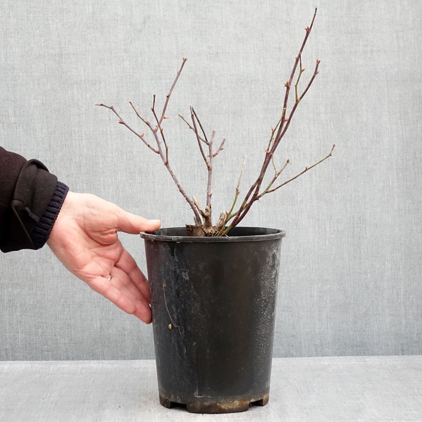 Rosa Pink Double Knock Out - Groundcover Rose 4L/5L pot sample as delivered in winter