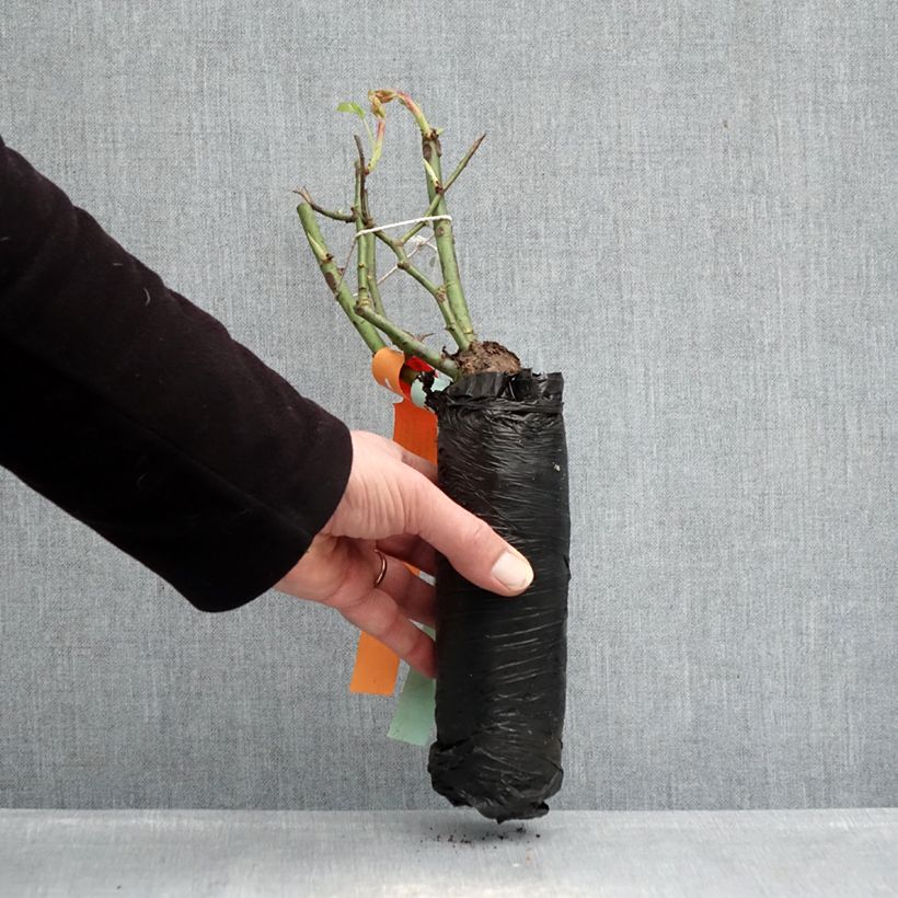 Rosa Pink Double Knock Out - Groundcover Rose Wrapped bare root sample as delivered in winter