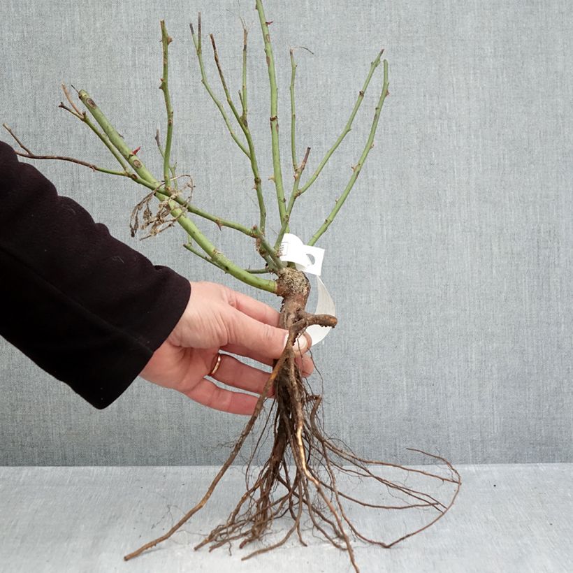 Rosier couvre-sol Pink Knock Out (Rodin) Petites Racines nues sample as delivered in winter