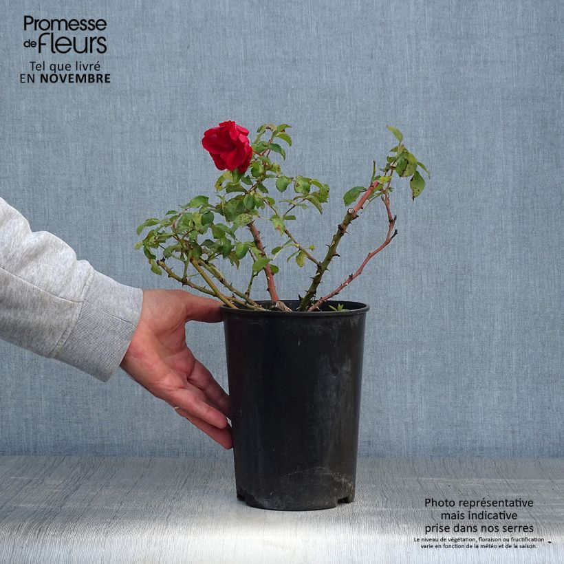Rosa Rigo Rotilia 2L/3L pot sample as delivered in autumn