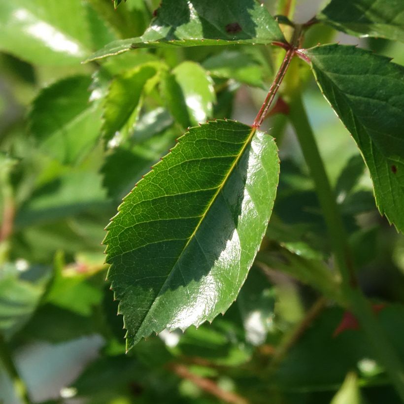 Rosa x polyantha Satina - Groundcover Rose (Foliage)