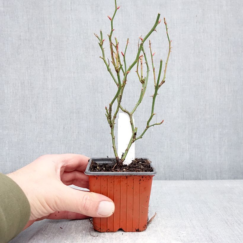 Rosa Sea Foam - Groundcover Rose 8/9 cm pot sample as delivered in winter