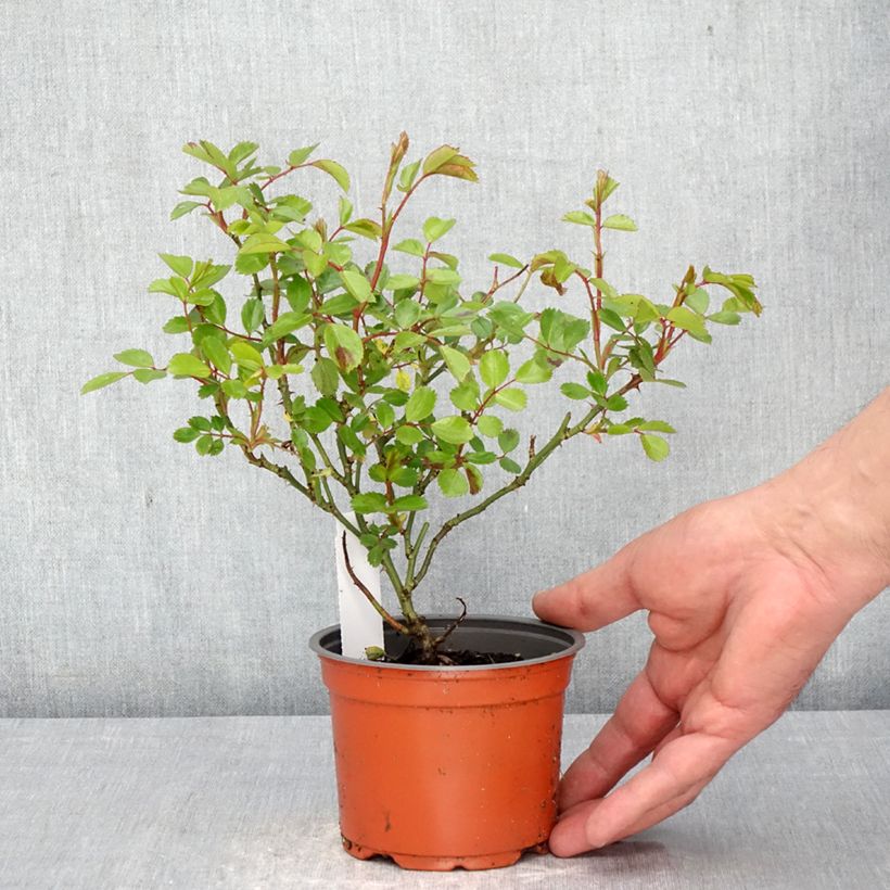 Rosa Sea Foam - Groundcover Rose 8/9 cm pot sample as delivered in spring