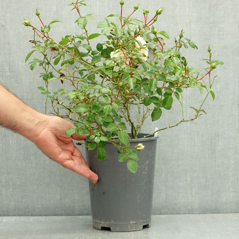 Rosa Sea Foam - Groundcover Rose 3L/4L pot sample as delivered in summer