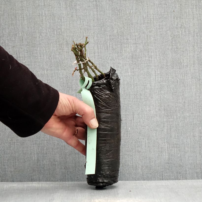Rosa Sea Foam - Groundcover Rose Wrapped bare root sample as delivered in winter