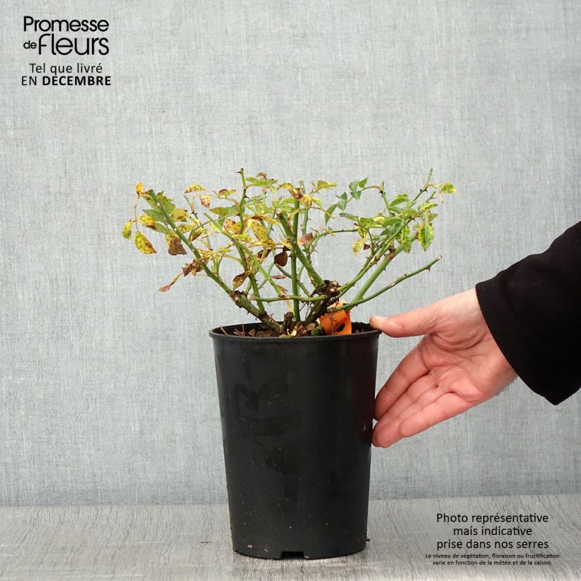 Rosa 'Swany; - Groundcover Rose 3L/4L pot sample as delivered in autumn