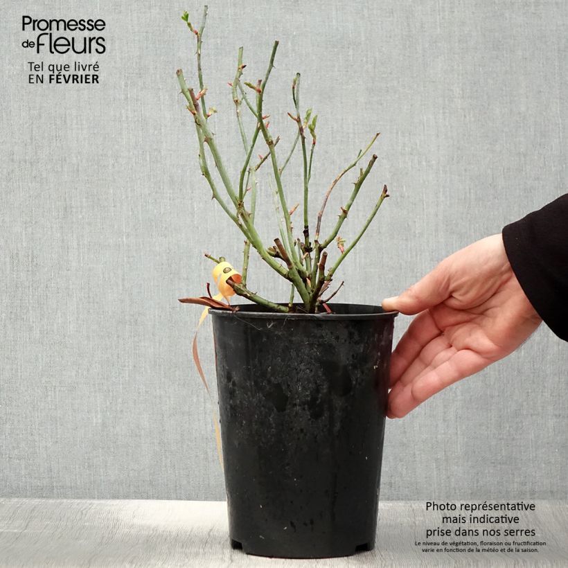 Rosa 'Swany; - Groundcover Rose 3L/4L pot sample as delivered in winter