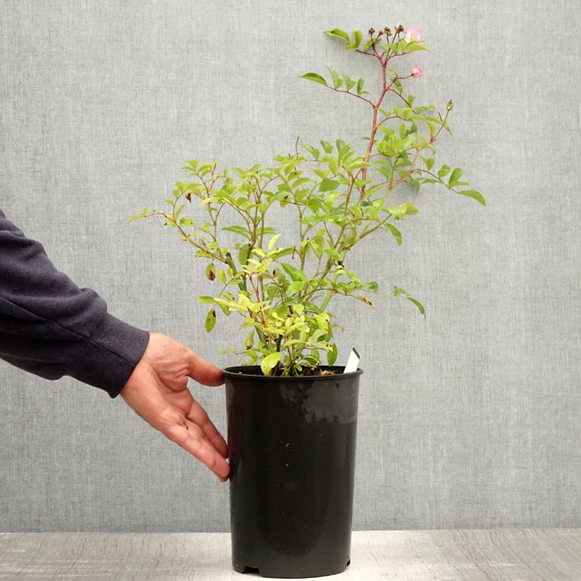 Rosa Tapis Volant  - groundcover shrub rose 4L/5L pot sample as delivered in summer