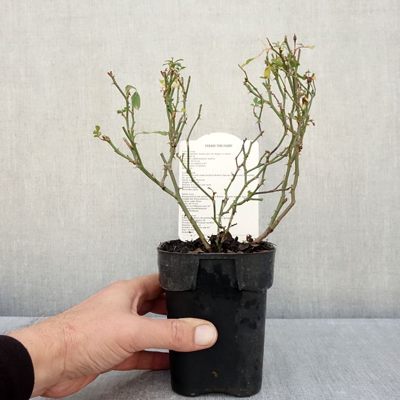 Rosa x polyantha The Fairy - Groundcover Rose 10cm/11cm pot sample as delivered in autumn